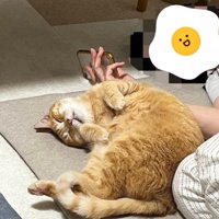 へそ天で飼い主に体を寄せる猫の姿