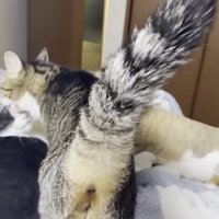 嬉しっぽ