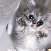 「かまってちゃん」のテロップ写真2