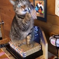 お内裏様を噛む猫