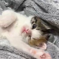 カメラに向かってウインクする子猫