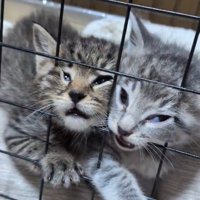 柵に顔を押し付ける子猫たち