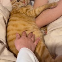おなかをなでられる猫