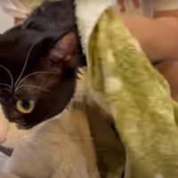タオルで拭かれる猫