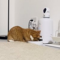 給餌機のごはんを食べるマンチカン