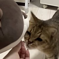 おやつを横取りする猫