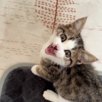 足元にいる子猫