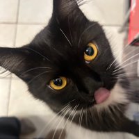 猫の顔