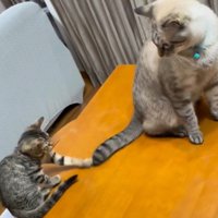 先住猫のしっぽを前足で突く子猫