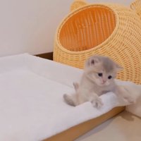 手を伸ばす子猫