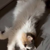 ゴロゴロする猫