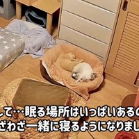 一緒に寝る2匹の子猫