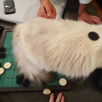 やっぱり飽きる