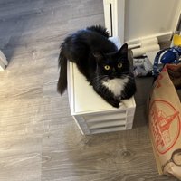 ケースの上に乗る猫