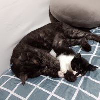 じゃれあう子猫と成猫