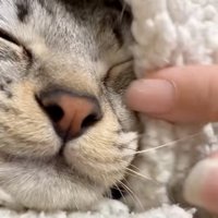 動かない猫