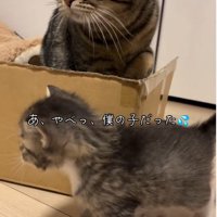 自分の子供だと思い出す猫