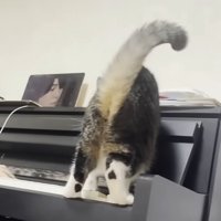 ピアノの上の猫