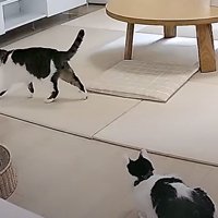 リビングの猫たち