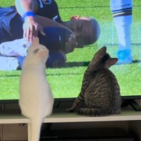 テレビの前でサッカーの試合を見守る2頭の猫