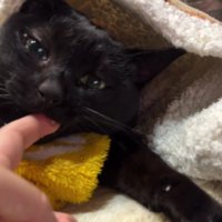 人の指をくわえようとする猫