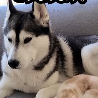 犬の隣で寝る猫