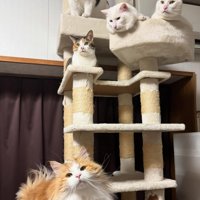 キャットタワーにいる猫たち