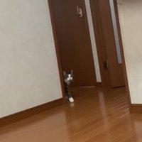 扉から顔を出す猫