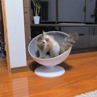 毛づくろい
