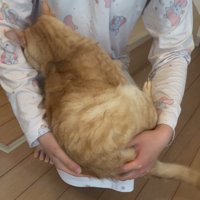 人のひざの上に乗る猫