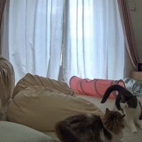 滑り込んできたうま次郎くん