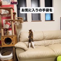 娘さんが投げた手袋を取りに行く三毛猫