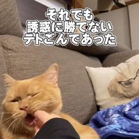 ママさんの指をカミカミするスコティッシュフォールド