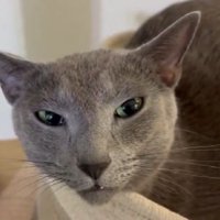 ブラッシングされている猫