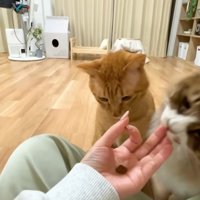 飼い主さんの手を噛むぽこまるさん