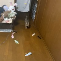 おもちゃを運ぶ猫さん