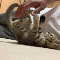仰向けの子猫