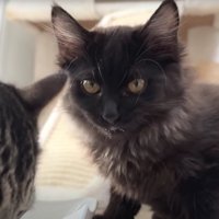 ミルクを飲んでいる子猫