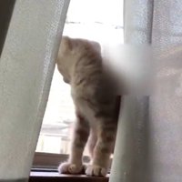窓から外を眺める猫