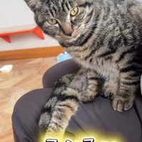 スタッフの膝の上に座るキジトラ猫