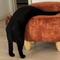 スツールの中に吸い込まれているような体勢の猫