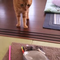 立っている茶トラ猫