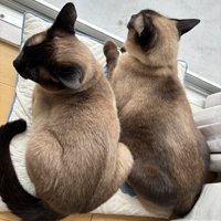 ニャルソックする猫