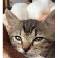 室内にいる猫