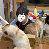 猫に気をとられることなく勉強をする男の子