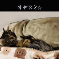 布団の中で寝る2匹のキジトラ猫