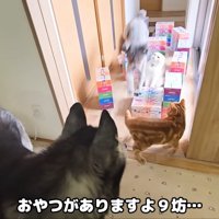 ジャンプするきゅうちゃん