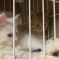 ケージの中にいる2匹の子猫