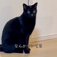 白い鼻の猫