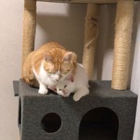 タワーの上にいる猫2匹